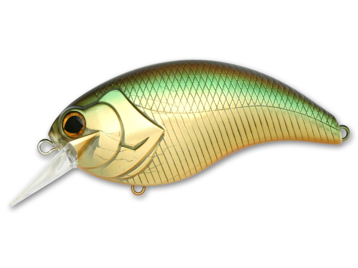 Evoke 4.0 #06 Golden Shiner product image